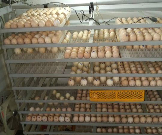 WhatsApp Image 2025-11-24 at 15.45.39_ca4a7730