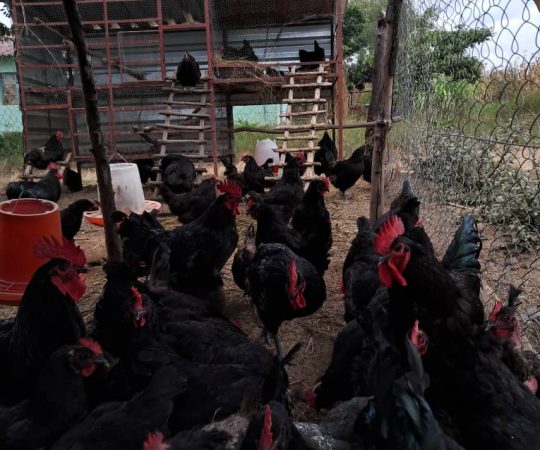 WhatsApp Image 2025-11-24 at 15.46.39_0d4bf1cc